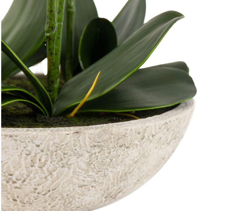 Oversized Orchid in Cement Pot – White