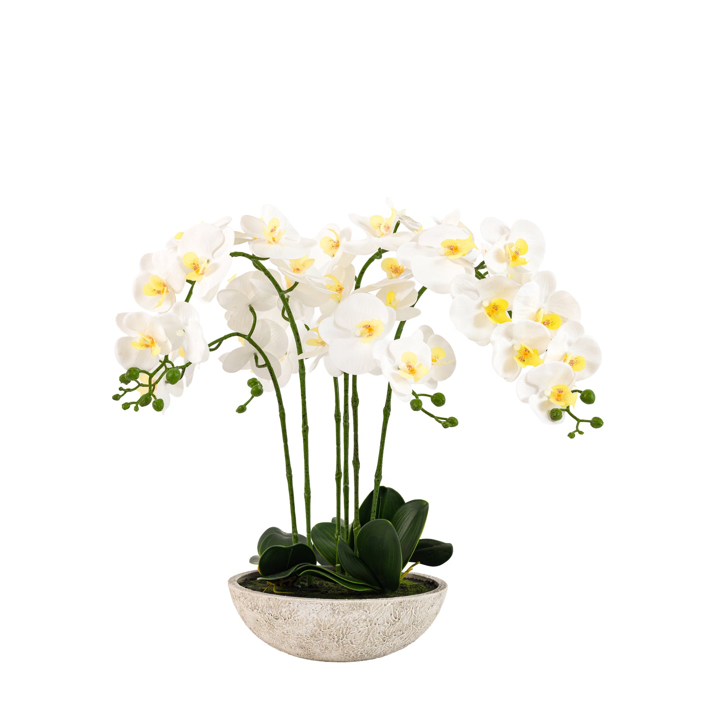 Oversized Orchid in Cement Pot – White