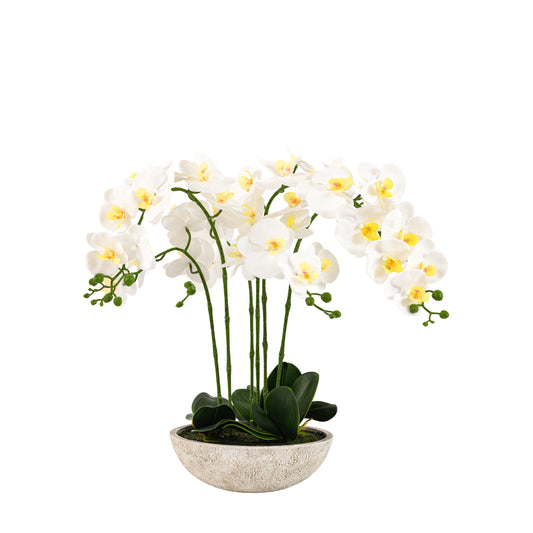 Oversized Orchid in Cement Pot – White