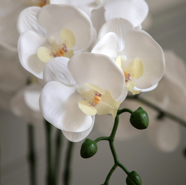 Oversized Orchid in Cement Pot – White