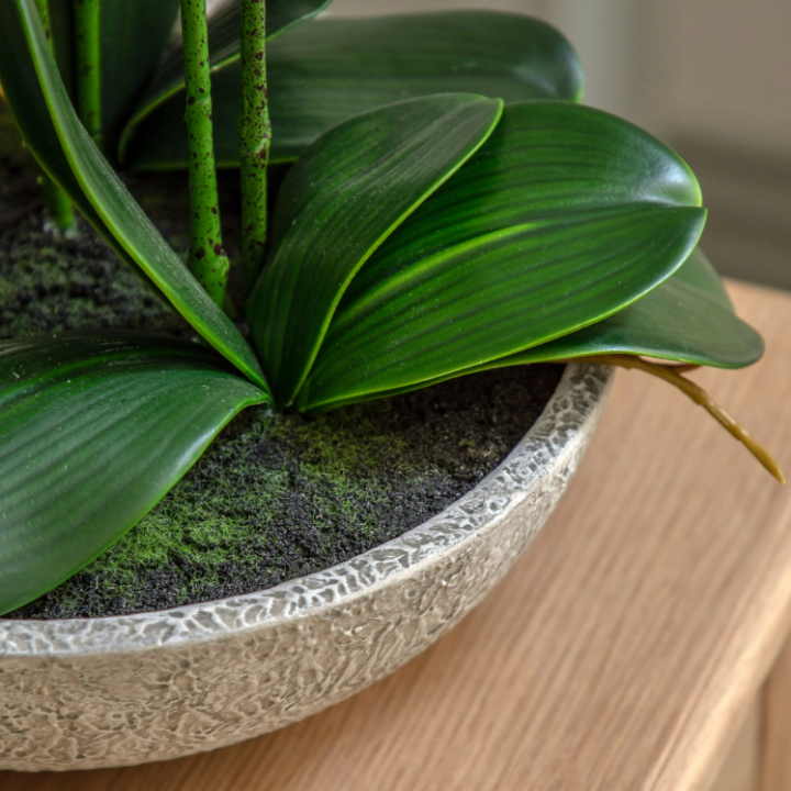 Oversized Orchid in Cement Pot – White