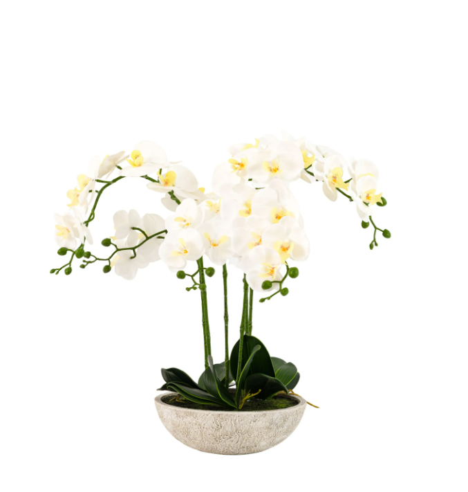 Oversized Orchid in Cement Pot – White