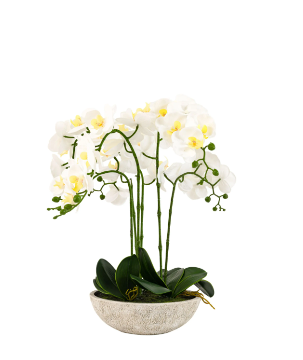 Oversized Orchid in Cement Pot – White