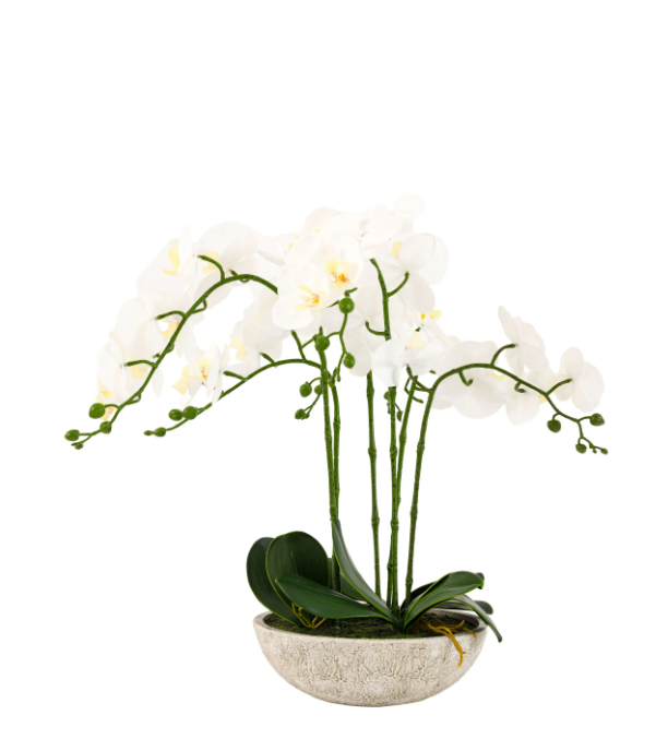 Oversized Orchid in Cement Pot – White