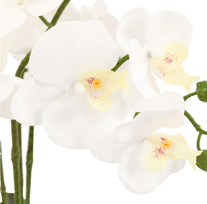 Oversized Orchid in Cement Pot – White